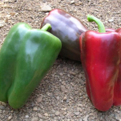 АДИГЕ F1 перец Саката