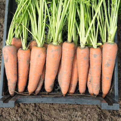 КАНАДА F1 морковь Бейо (>2.2)