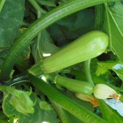 ТИЯ F1 кабачок Вильморин