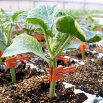 ФЕРРО F1 подвой Райк Цваан