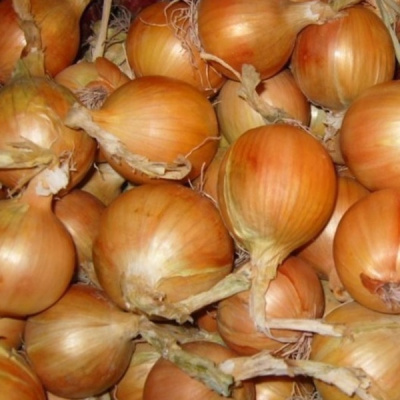 РОКИТО F1 лук Семинис