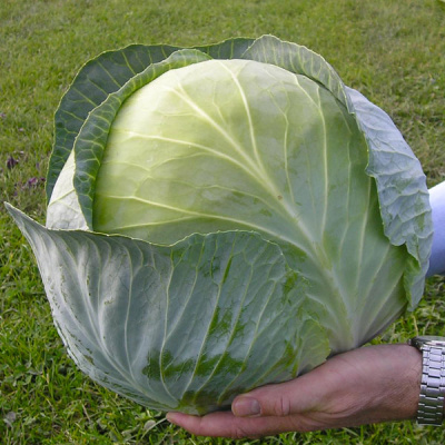 ТРАНЗАМ F1 капуста белокочанная Бейо