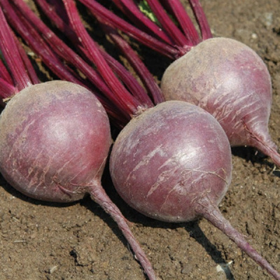 КАРДИАЛ F1 свекла Саката (фр.3, 6-4, 0мм)