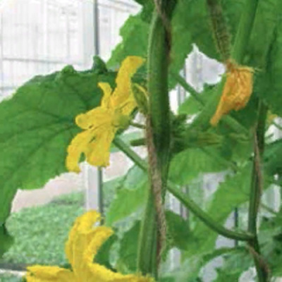 МАЧО F1 огурец Гавриш (3000)