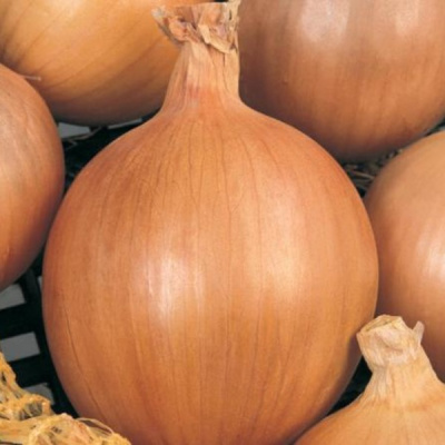 БУРГОС F1 лук Вильморин