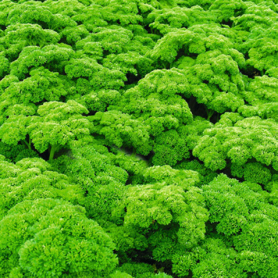 ПЕТРА F1 петрушка Бейо