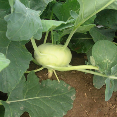 ОПУС F1 кольраби Энза Заден