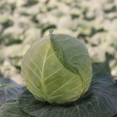 ГРЕПАЛА F1 капуста белокочанная Сингента