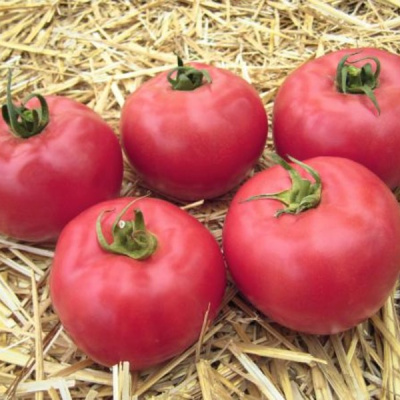 АФЕН F1 томат Вильморин (1000 шт)