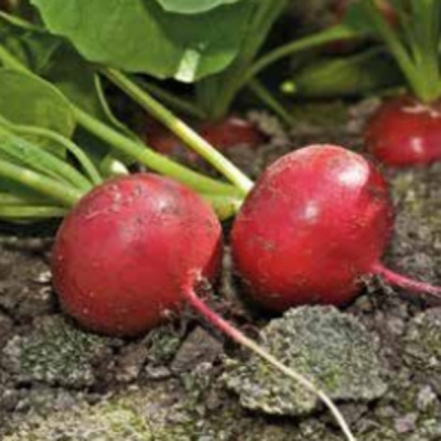 ДИЕГО F1 редис Хазера (250 гр)