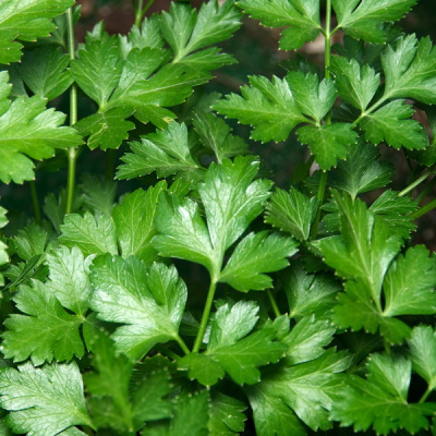 МАГНУМ F1 петрушка Гриномика