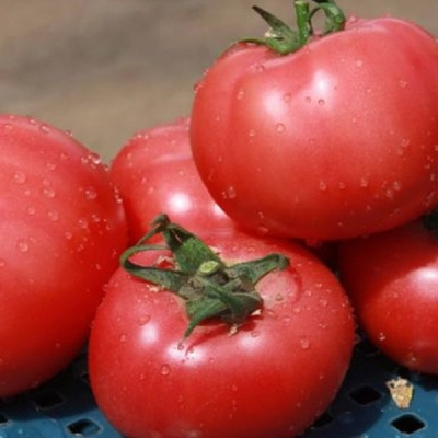 ГРИФОН F1 томат Нюнемс