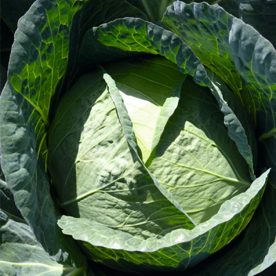КАПТУР F1 капуста белокочанная Бейо