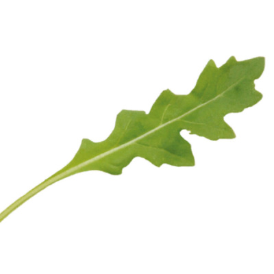 ЛЕТИЦИЯ F1 рукола Энза Заден