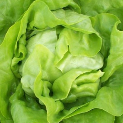 АНАБЕЛА F1 салат айсберг Хазера