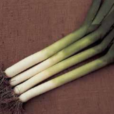 ПАНЧО F1 лук порей Хазера