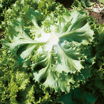 ФАНТАЙМ F1 салат Сингента