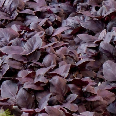 ЖИГОЛО F1 базилик Гавриш (1000 г)