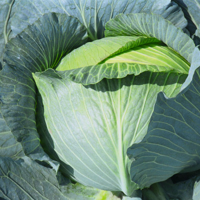 ТАЙФУН F1 капуста белокочанная Бейо