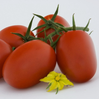 РЕКС F1 томат Гриномика