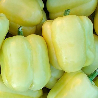 БЛОНДИ F1 перец Сингента