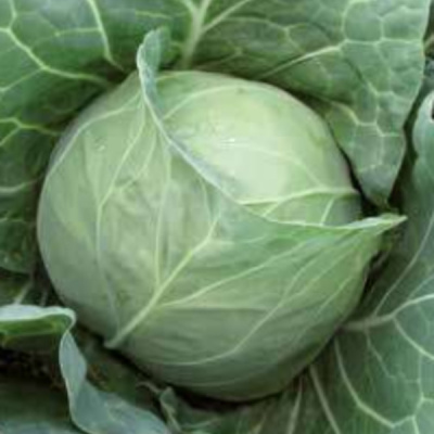 МАГНУС F1 капуста белокочанная Хазера