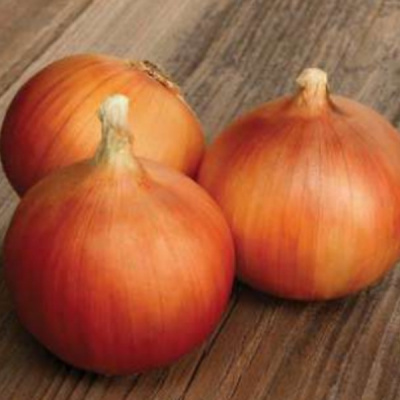 АРУБА F1 лук Саката