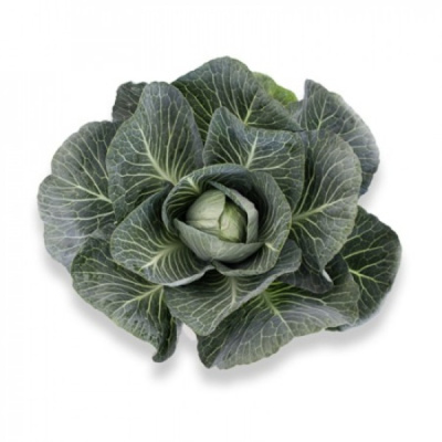 МАРЧЕЛЛО F1 капуста белокочанная Райк Цваан, GD, 1000 шт