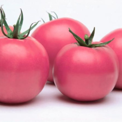 ФЕНДА F1 томат Вильморин (1000 шт)