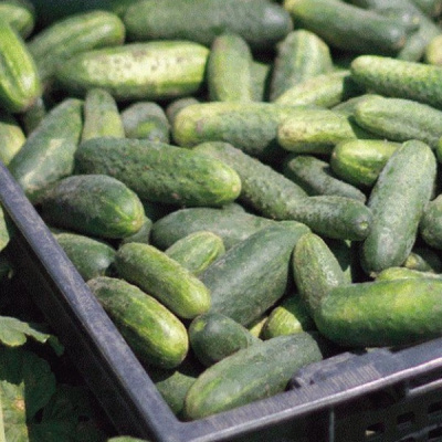 НАДЮША F1 огурец Семинис