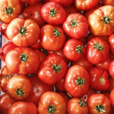 ДЕБЮТ F1 томат Семинис