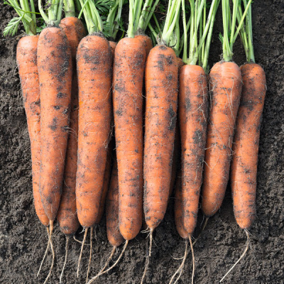 НОРВЕГИЯ F1 морковь Бейо (1.8-2.0)