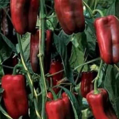 ДАЛЛАС F1 перец Энза Заден