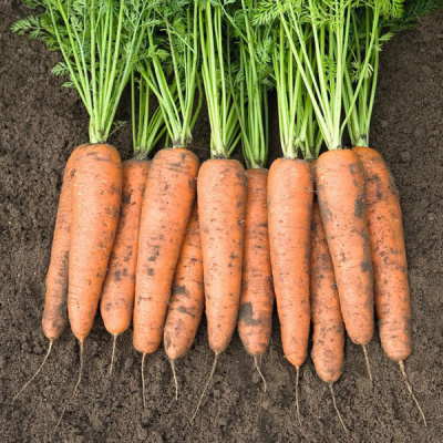 БЕЛГРАДО F1 морковь Бейо (2.2-2.4)