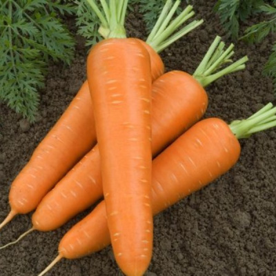 ОЛИМПО F1 морковь Вильморин (фр.2, 4-2, 6 мм)