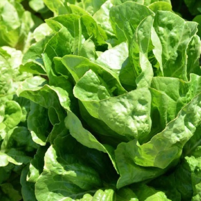 ДИКЛА F1 салат ромэн Хазера