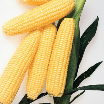 СПИРИТ F1 кукуруза Сингента