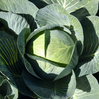 ЭКСПЕКТ F1 капуста белокочанная Бейо 100 000