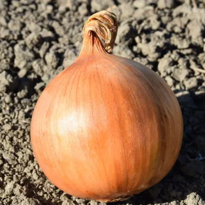 ФЕРМО F1 лук репчатый Хазера