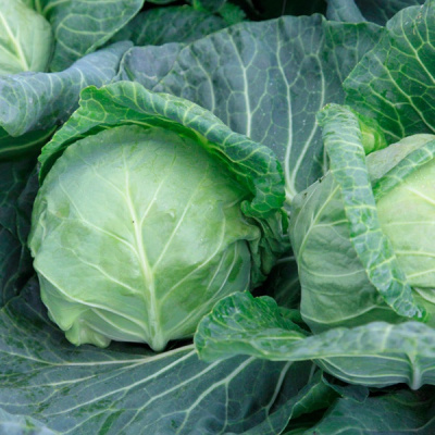 БОЛИКОР F1 капуста белокочанная Сингента