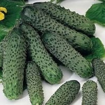 ПАСАЛИМО F1 огурец Сингента