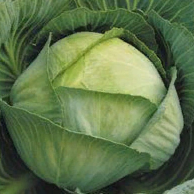 БУЛАТ F1 капуста белокочанная Гавриш