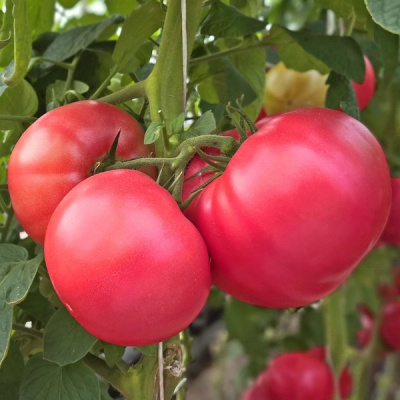 АЗАМАТ F1 томат Гриномика