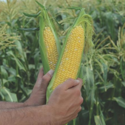 РАКЕЛЬ F1 кукуруза Вильморин