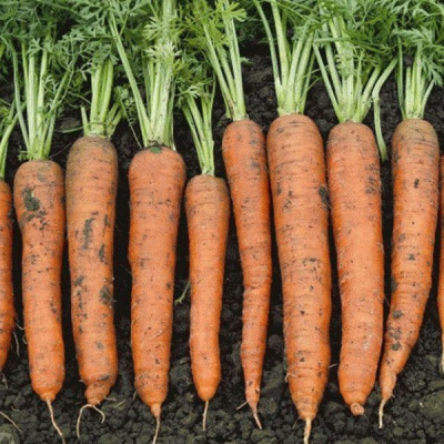 НЕБУЛА F1 морковь Семинис фр. 1.6-1.8 мм, 1 млн шт.