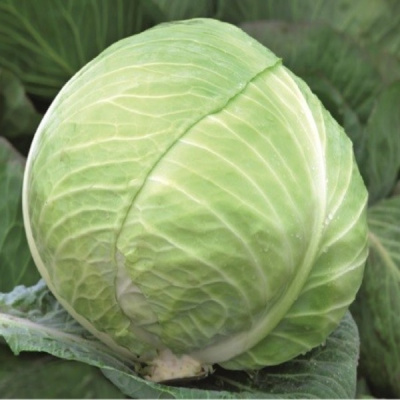 ДЕВОТОР F1 капуста белокочанная Сингента