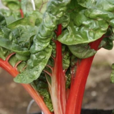 ГРАНАТ F1 мангольд Гавриш (100 г)