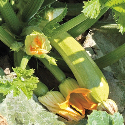 БЕТСИ F1 кабачок Гриномика