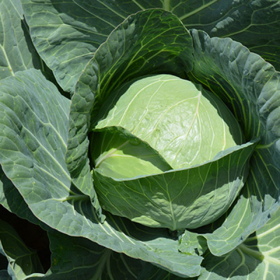 КОМПАС F1 капуста белокочанная Энза Заден