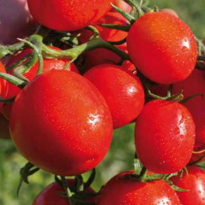 ПЕРФЕКТПИЛ F1 томат Семинис, 1000шт